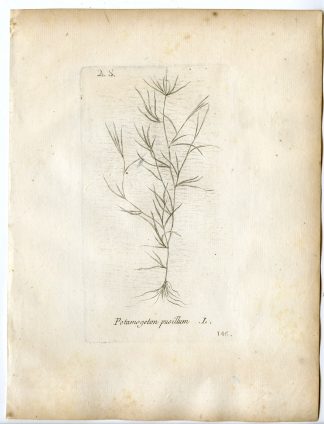 Rare-Antique Print-POTAMOGETON PUSILLUS-SMALL PONDWEED-PL.146-Belleval-1796