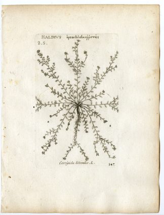 Rare-Antique Print-CORRIGIOLA LITORALIS-STRAPWORT-PL.147-Belleval-1796