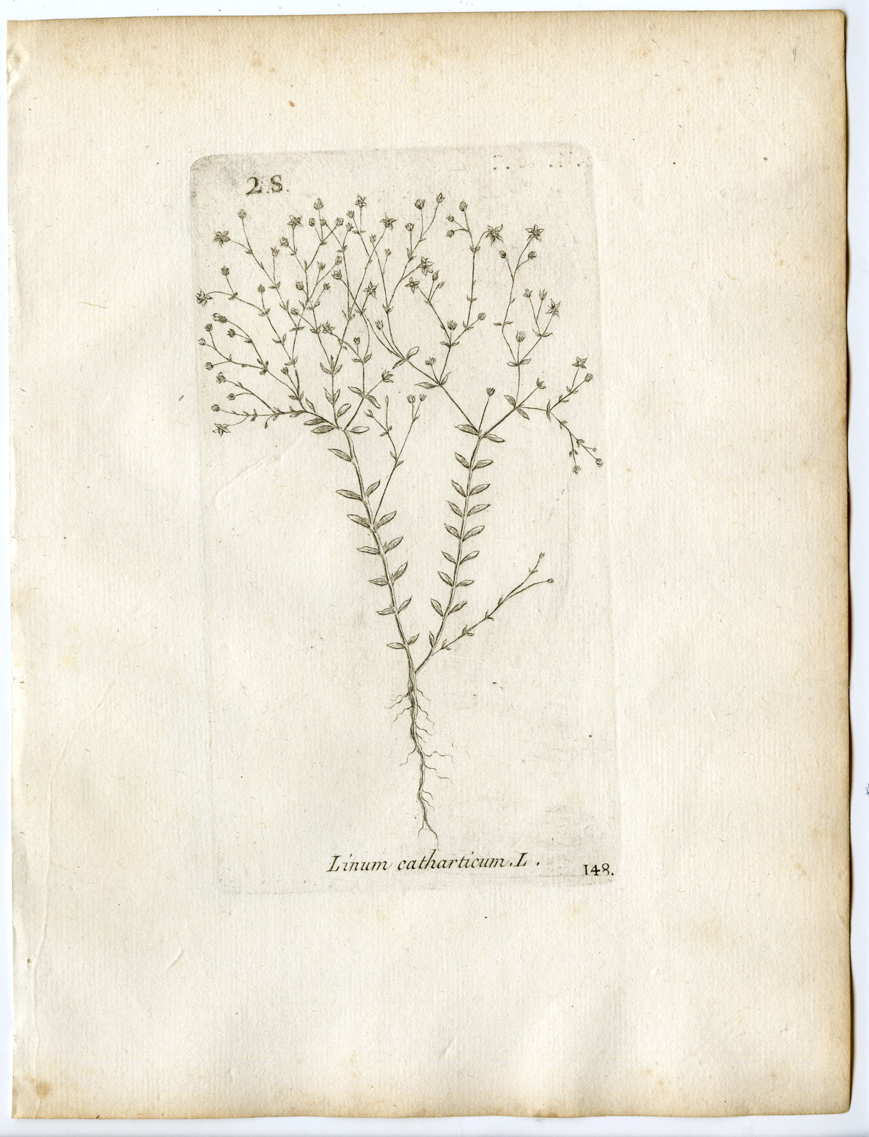 , Rare-Antique Print-LINUM CATHARTICUM-PURGING FLAX-PL.148-Belleval-1796, Pictura Antique Prints