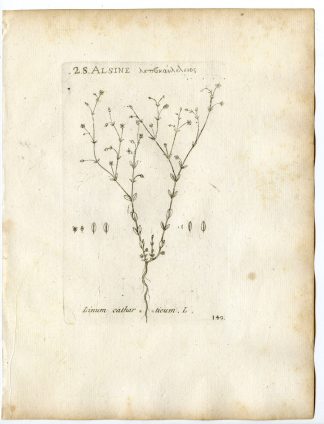 Rare-Antique Print-LINUM CATHARTICUM-PURGING FLAX-PL.149-Belleval-1796