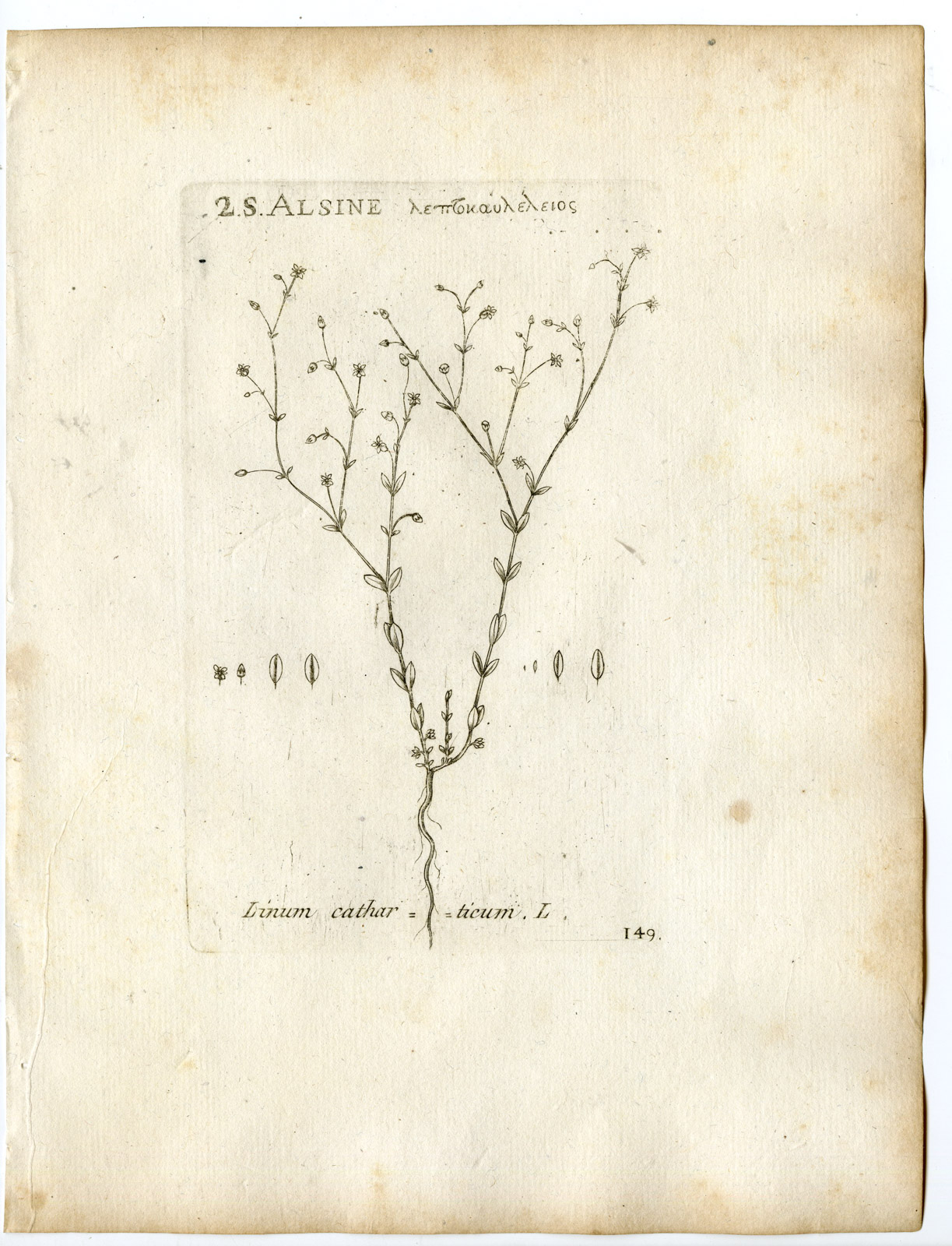 , Rare-Antique Print-LINUM CATHARTICUM-PURGING FLAX-PL.149-Belleval-1796, Pictura Antique Prints