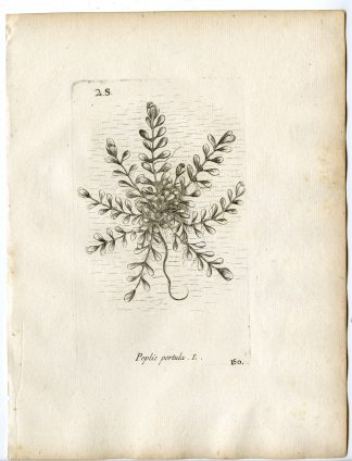 Rare-Antique Print-LYTHRUM PORTULA-WATER PURSLANE-PL.150-Belleval-1796
