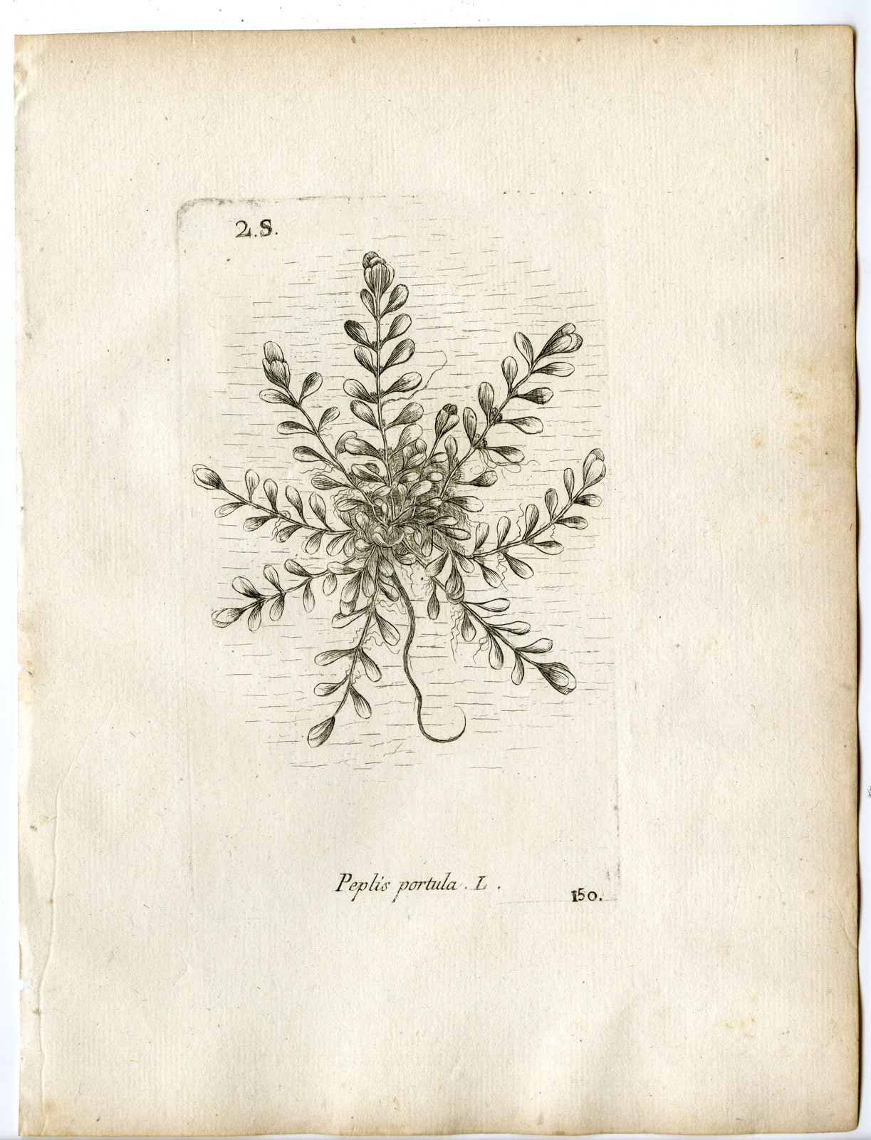 , Rare-Antique Print-LYTHRUM PORTULA-WATER PURSLANE-PL.150-Belleval-1796, Pictura Antique Prints