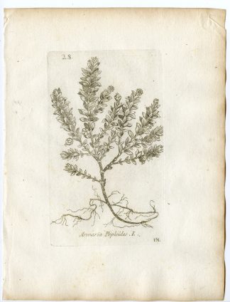 Rare-Antique Print-HONCKENYA PEPLOIDES-SEA SANDWORT-PL.151-Belleval-1796