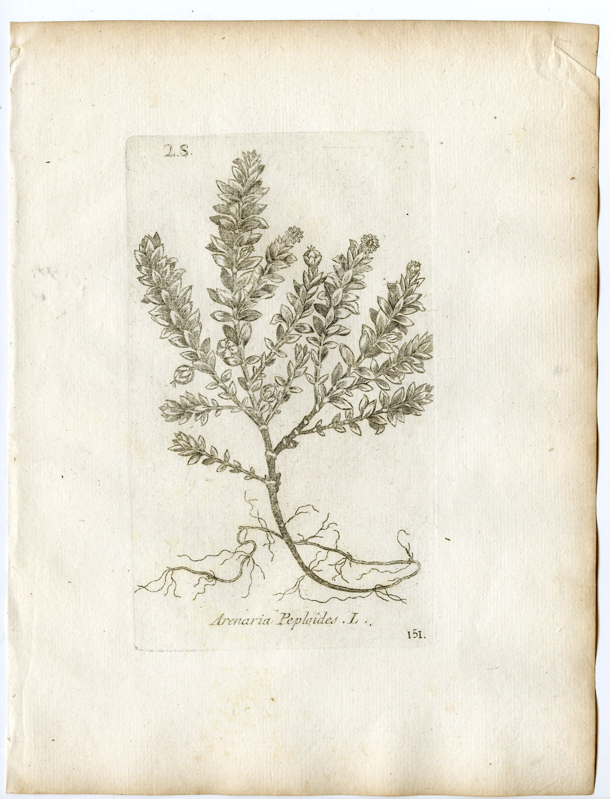, Rare-Antique Print-HONCKENYA PEPLOIDES-SEA SANDWORT-PL.151-Belleval-1796, Pictura Antique Prints