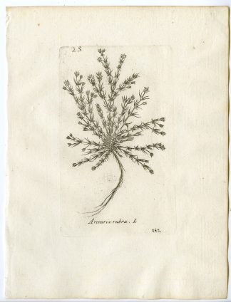 Rare-Antique Print-SPERGULARIA RUBRA-RED SANDSPURRY-PL.152-Belleval-1796