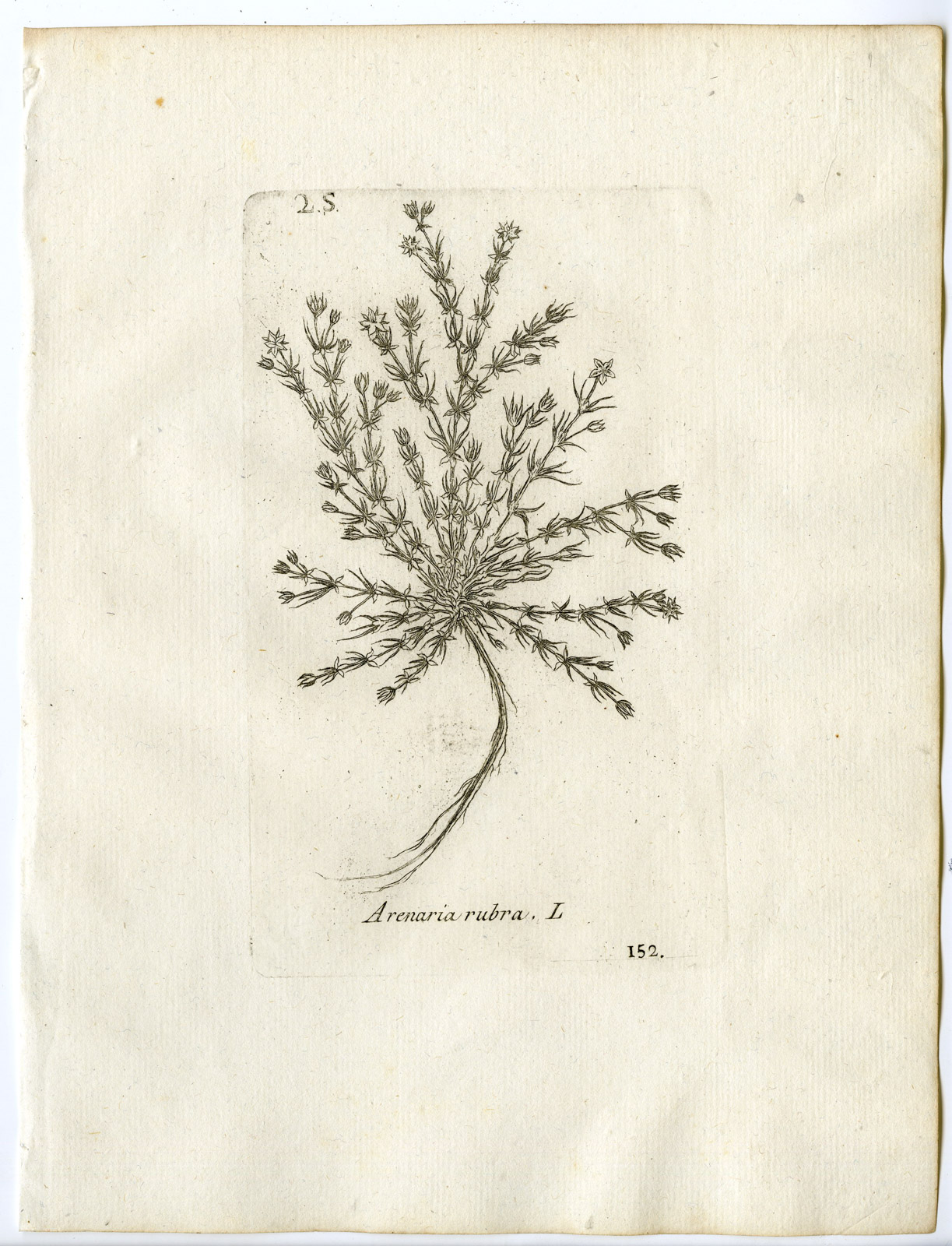 , Rare-Antique Print-SPERGULARIA RUBRA-RED SANDSPURRY-PL.152-Belleval-1796, Pictura Antique Prints