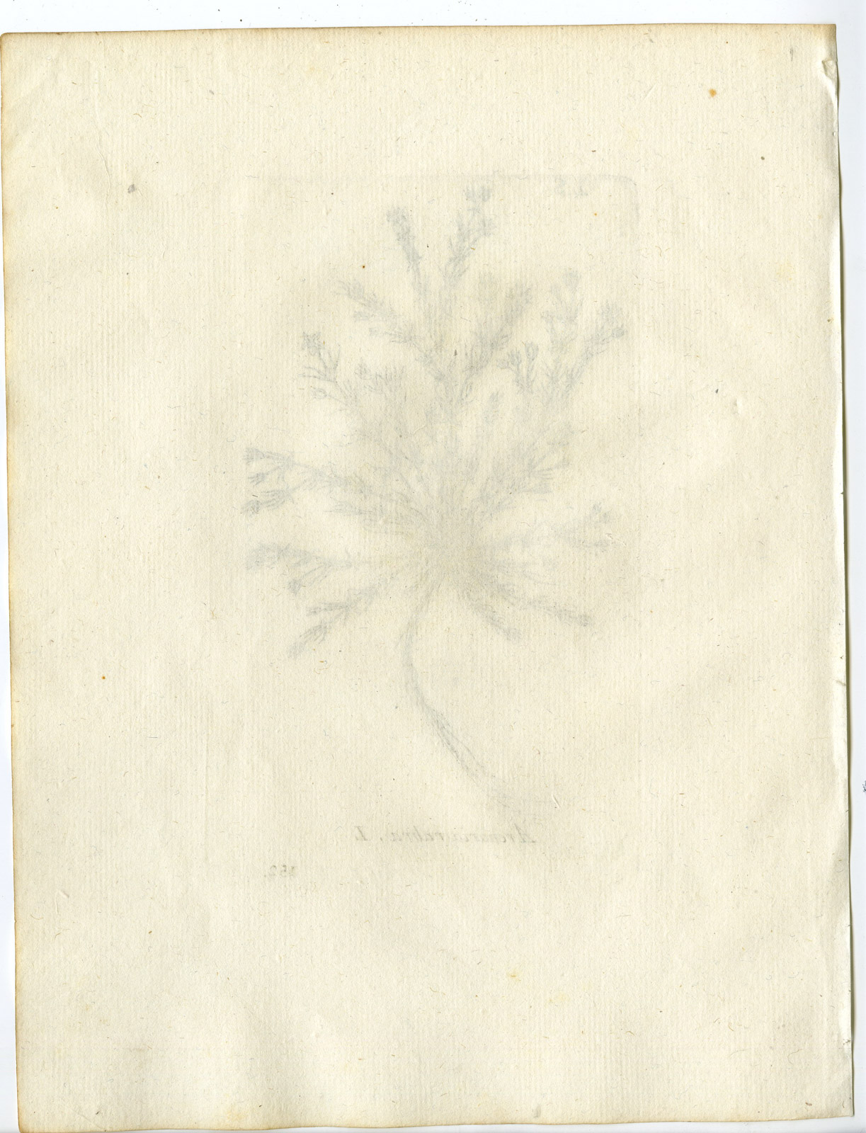 , Rare-Antique Print-SPERGULARIA RUBRA-RED SANDSPURRY-PL.152-Belleval-1796, Pictura Antique Prints