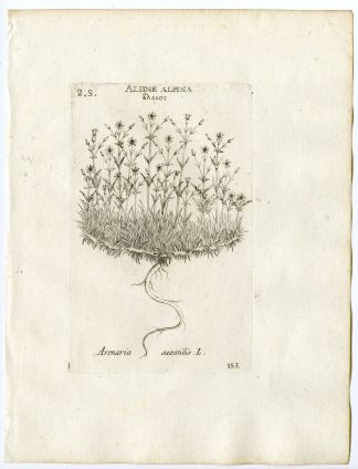 Rare-Antique Print-EREMOGONE-ARENARIA SAXATILIS-PINK-PL.153-Belleval-1796