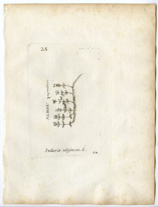 Rare-Antique Print-STELLARIA ALSINE-BIG STITCHWORT-PL.154-Belleval-1796