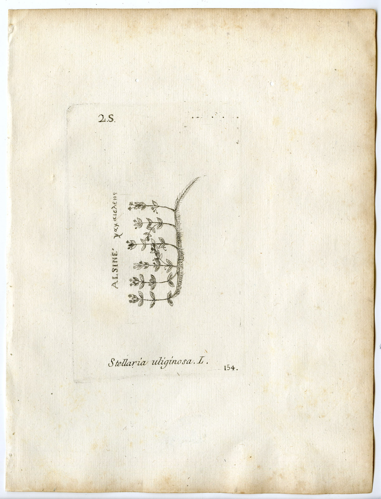 , Rare-Antique Print-STELLARIA ALSINE-BIG STITCHWORT-PL.154-Belleval-1796, Pictura Antique Prints