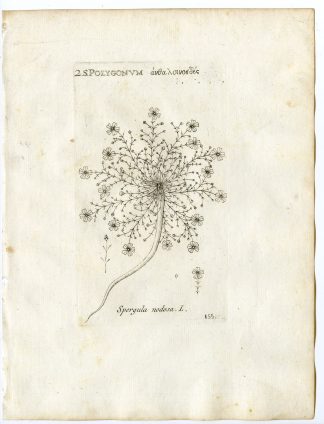 Rare-Antique Print-SAGINA NODOSA-KNOTTED PEARLWORT-PL.155-Belleval-1796