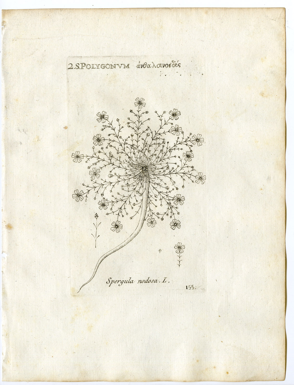 , Rare-Antique Print-SAGINA NODOSA-KNOTTED PEARLWORT-PL.155-Belleval-1796, Pictura Antique Prints