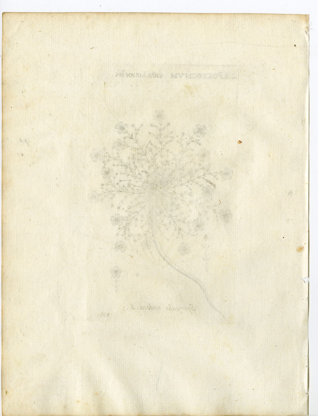 , Rare-Antique Print-SAGINA NODOSA-KNOTTED PEARLWORT-PL.155-Belleval-1796, Pictura Antique Prints