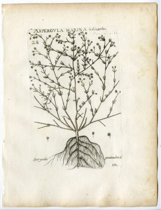 Rare-Antique Print-SPERGULA PENTANDRA-SPURRY-SPURREY-PL.156-Belleval-1796