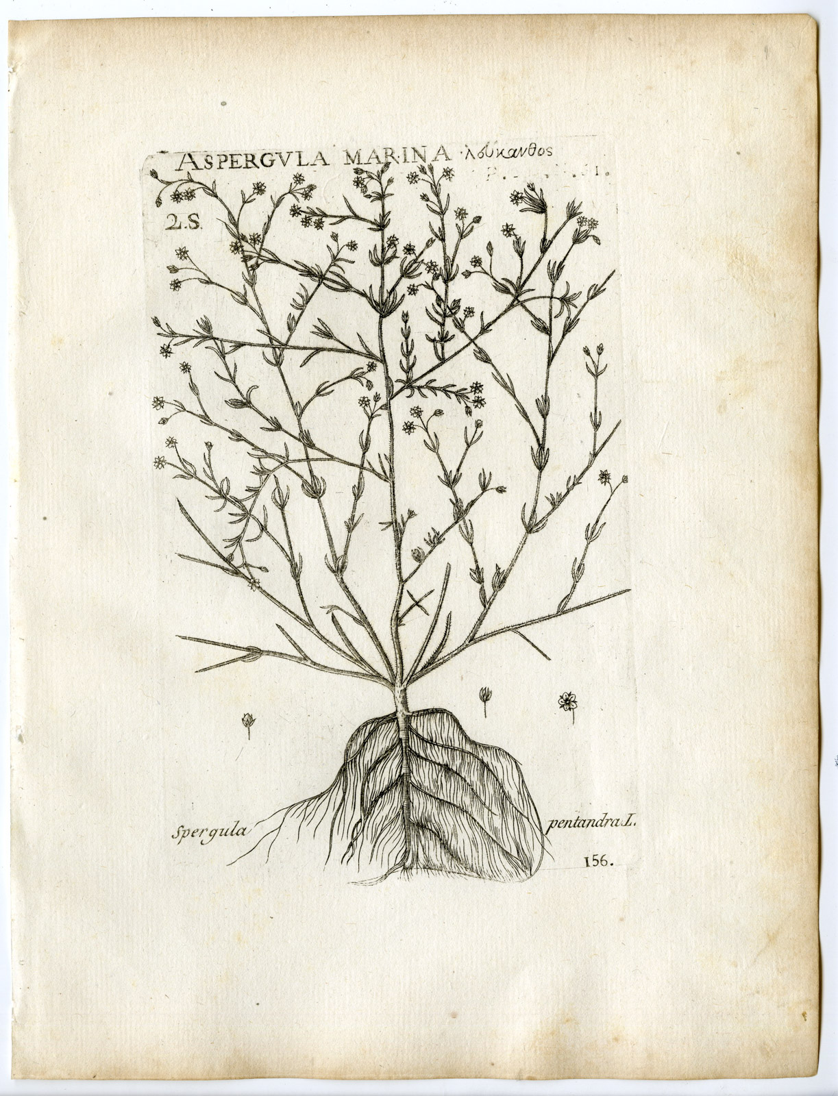 , Rare-Antique Print-SPERGULA PENTANDRA-SPURRY-SPURREY-PL.156-Belleval-1796, Pictura Antique Prints