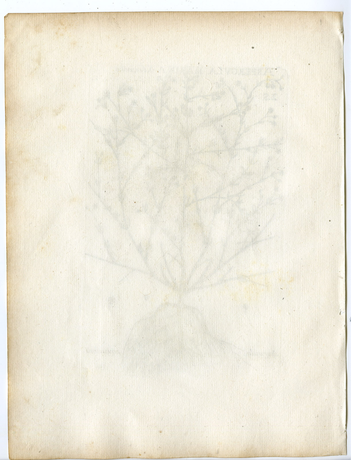 , Rare-Antique Print-SPERGULA PENTANDRA-SPURRY-SPURREY-PL.156-Belleval-1796, Pictura Antique Prints