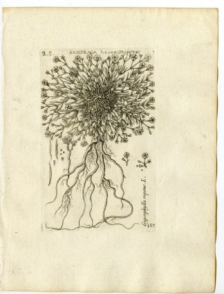 Rare-Antique Print-GYPSOPHILA REPENS-ALPINE-PL.157-Belleval-1796