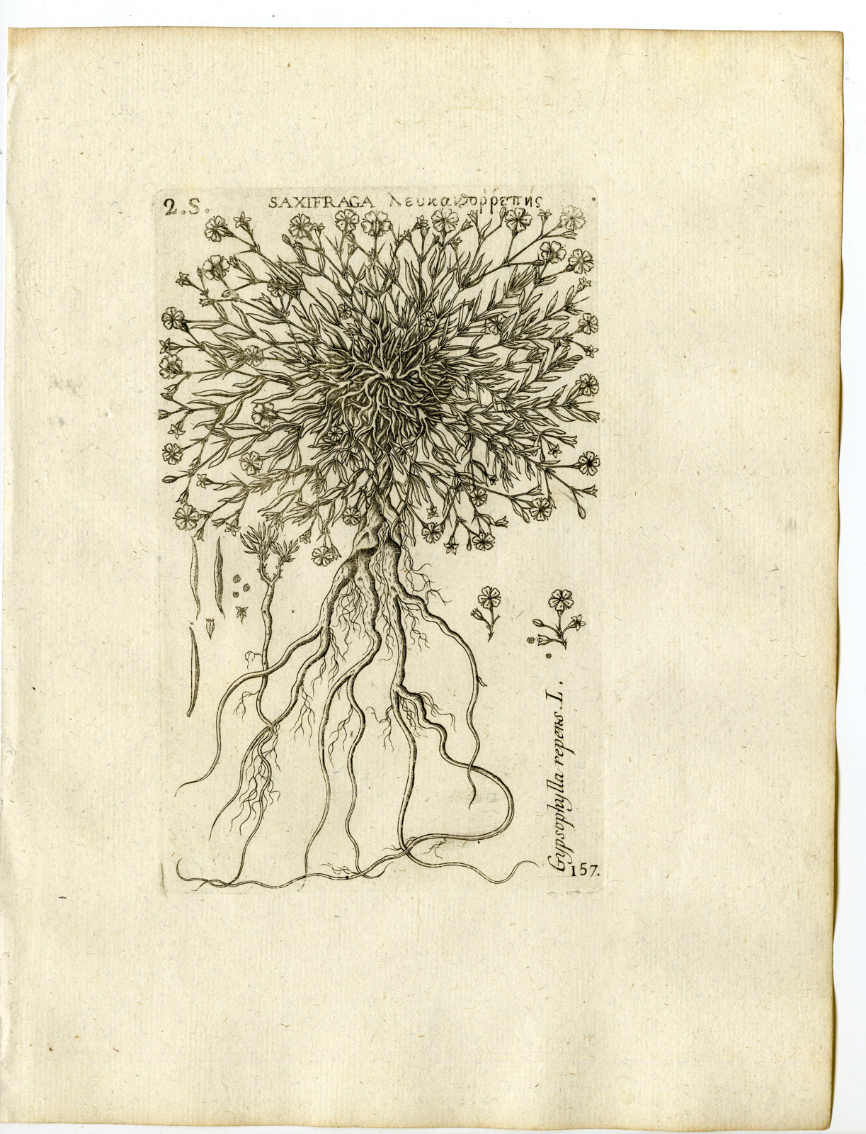 , Rare-Antique Print-GYPSOPHILA REPENS-ALPINE-PL.157-Belleval-1796, Pictura Antique Prints