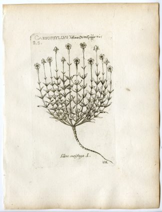 Rare-Antique Print-SILENE SAXIFRAGA-CAMPION-CATCHFLY-PL.158-Belleval-1796