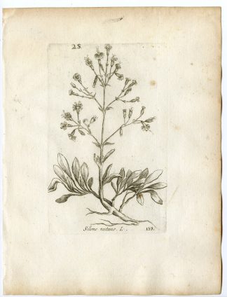 Rare-Antique Print-SILENE NUTANS-NOTTINGHAM CATCHFLY-PL.159-Belleval-1796