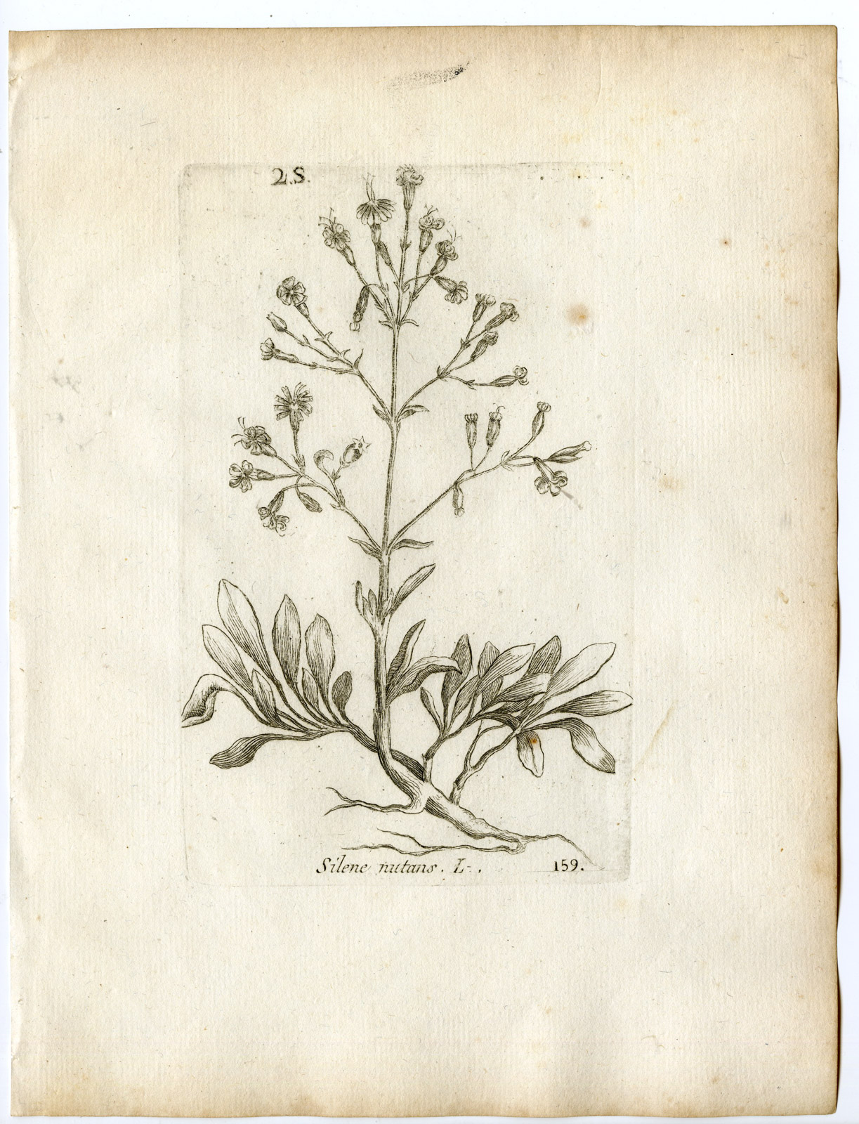 , Rare-Antique Print-SILENE NUTANS-NOTTINGHAM CATCHFLY-PL.159-Belleval-1796, Pictura Antique Prints