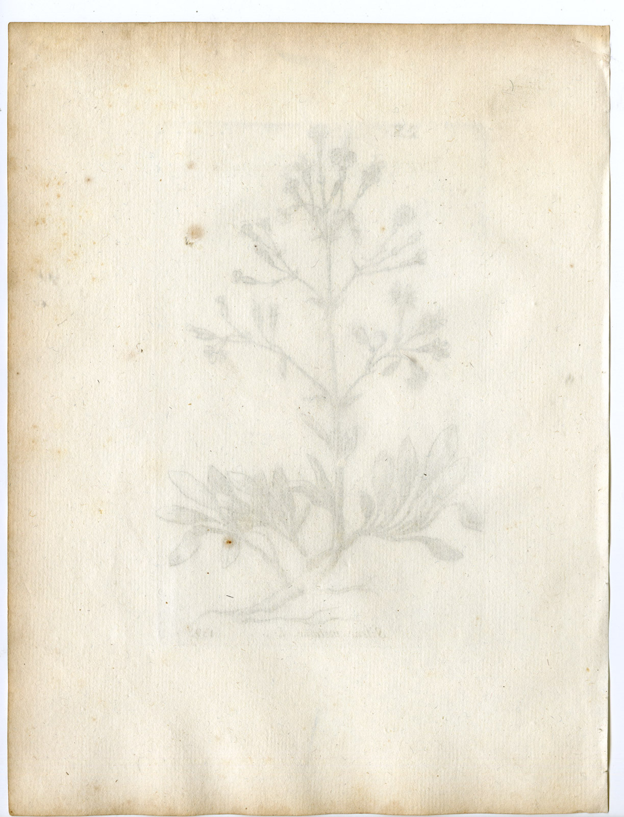 , Rare-Antique Print-SILENE NUTANS-NOTTINGHAM CATCHFLY-PL.159-Belleval-1796, Pictura Antique Prints