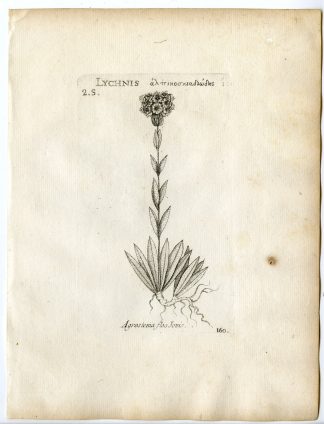 Rare-Antique Print-SILENE FLOS JOVIS-FLOWER OF JOVE-PL.160-Belleval-1796