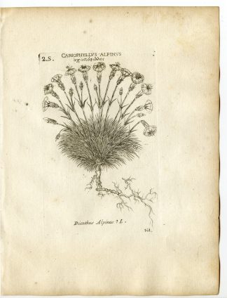 Rare-Antique Print-DIANTHUS ALPINUS-ALPINE PINK-PL.161-Belleval-1796
