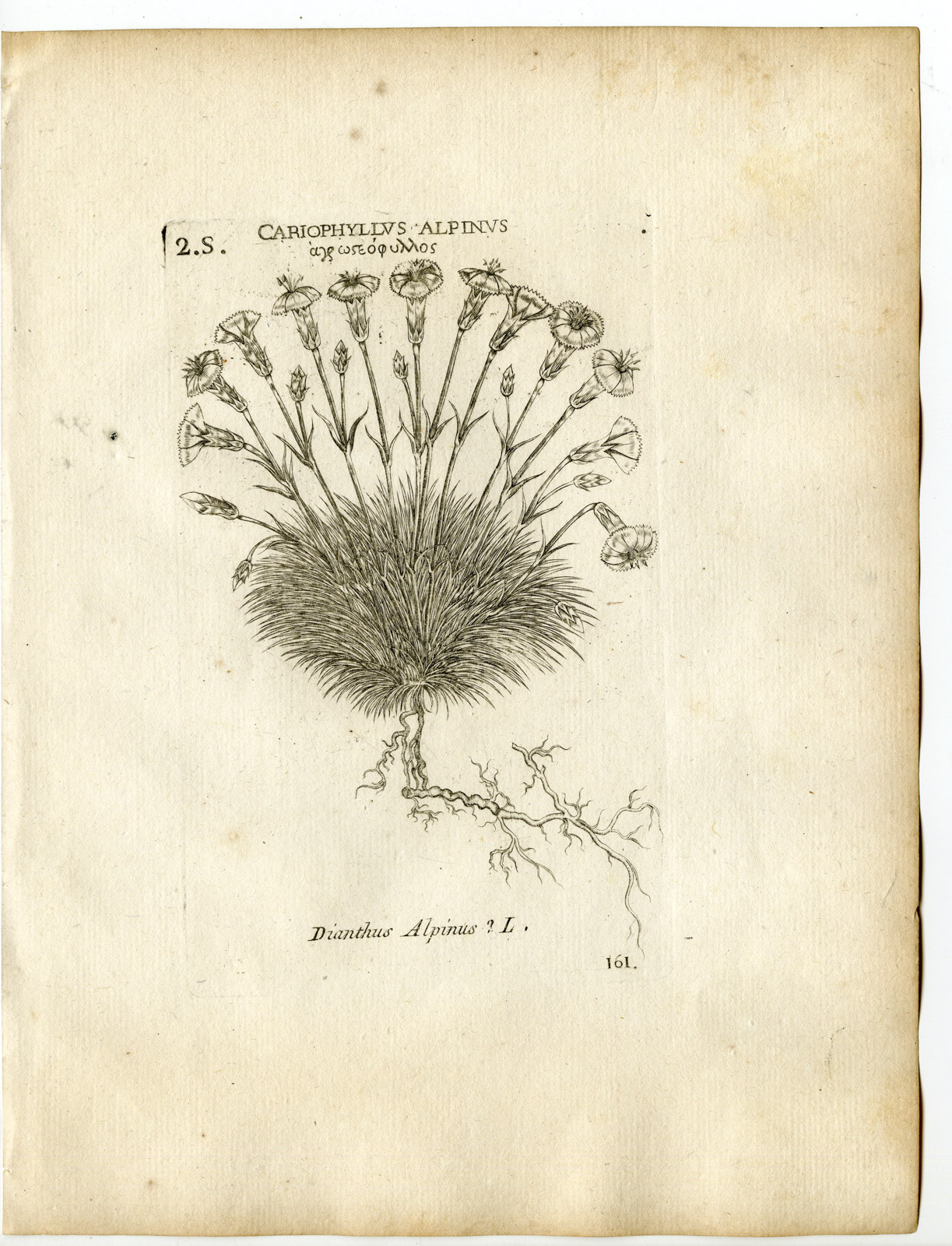 , Rare-Antique Print-DIANTHUS ALPINUS-ALPINE PINK-PL.161-Belleval-1796, Pictura Antique Prints