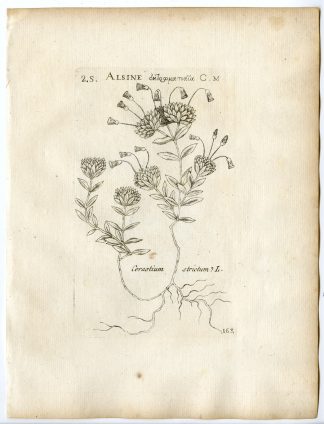 Rare-Antique Print-CERASTIUM ARVENSE-FIELD CHICKWEED-PL.163-Belleval-1796