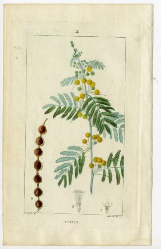 Antique Print-ACASIA-MIMOSA-Turpin-Chaumeton-1814