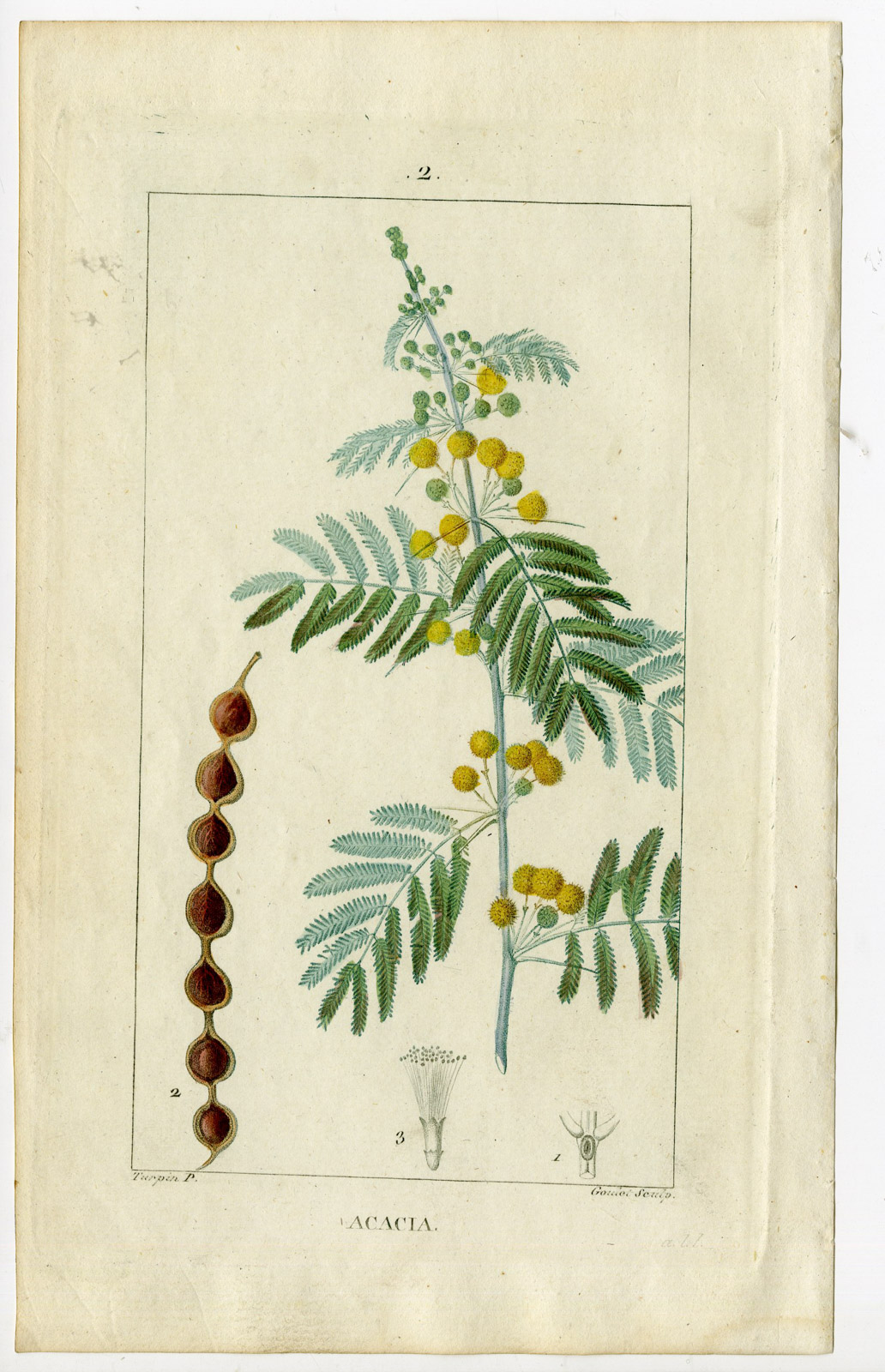 , Antique Print-ACASIA-MIMOSA-Turpin-Chaumeton-1814, Pictura Antique Prints