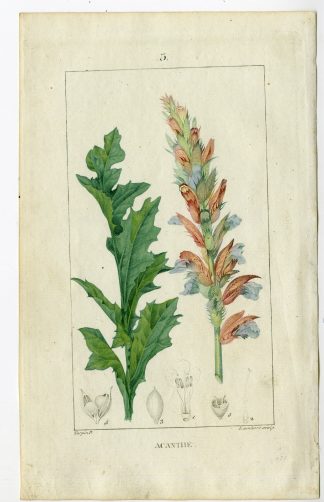 Antique Print-PL.3-ACANTHUS-ACANTHE-Turpin-Chaumeton-1814