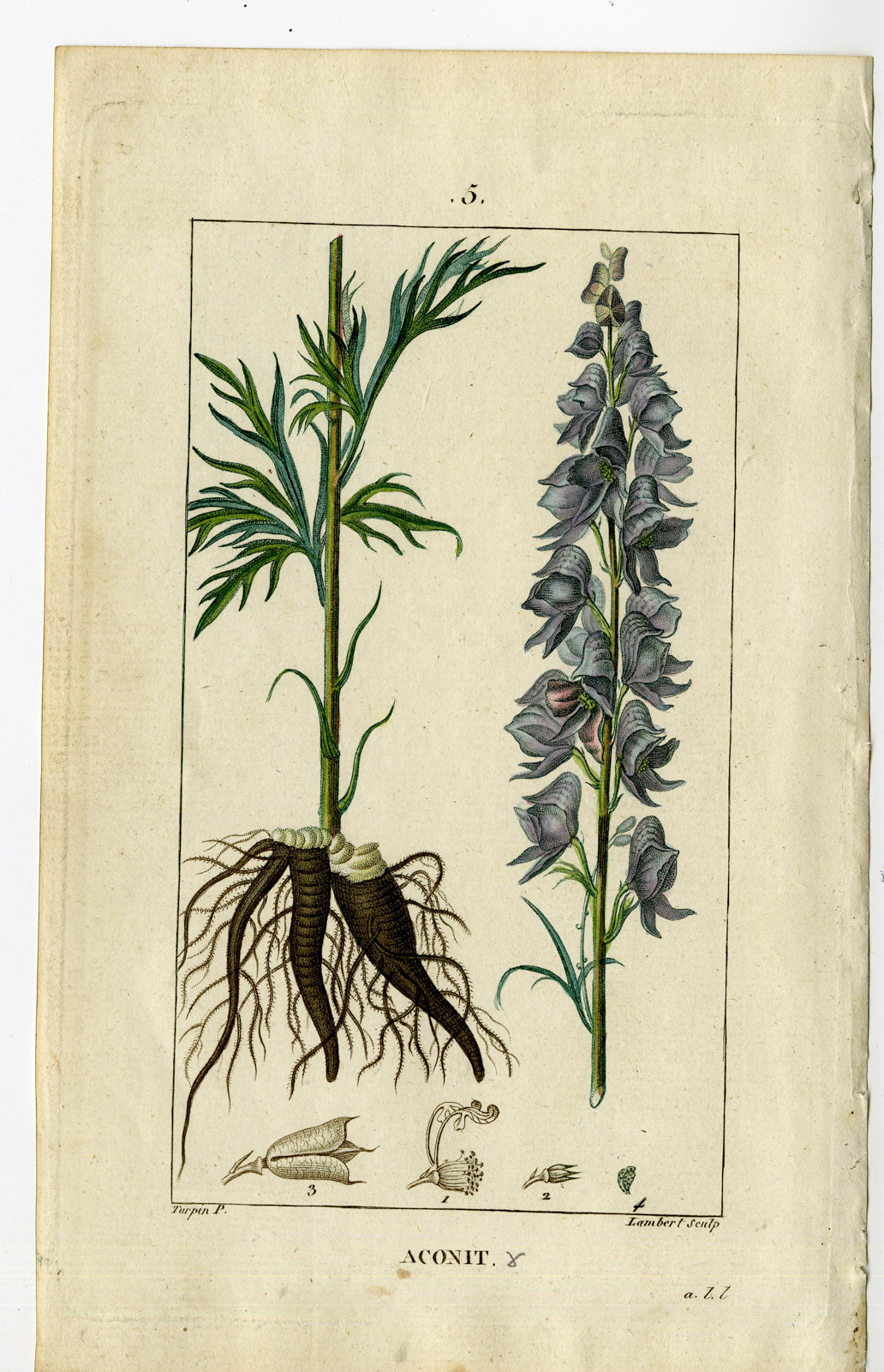 , Antique Print-PL.5-MONKSHOOD-WOLFSBANE-ACONIT-ACONITUM-Turpin-Chaumeton-1814, Pictura Antique Prints