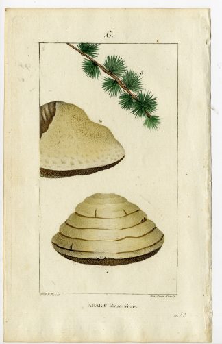 Antique Print-P.6-AGARIC OF THE LARCH TREE-BOLETUS LARICUS-Turpin-Chaumeton-1814