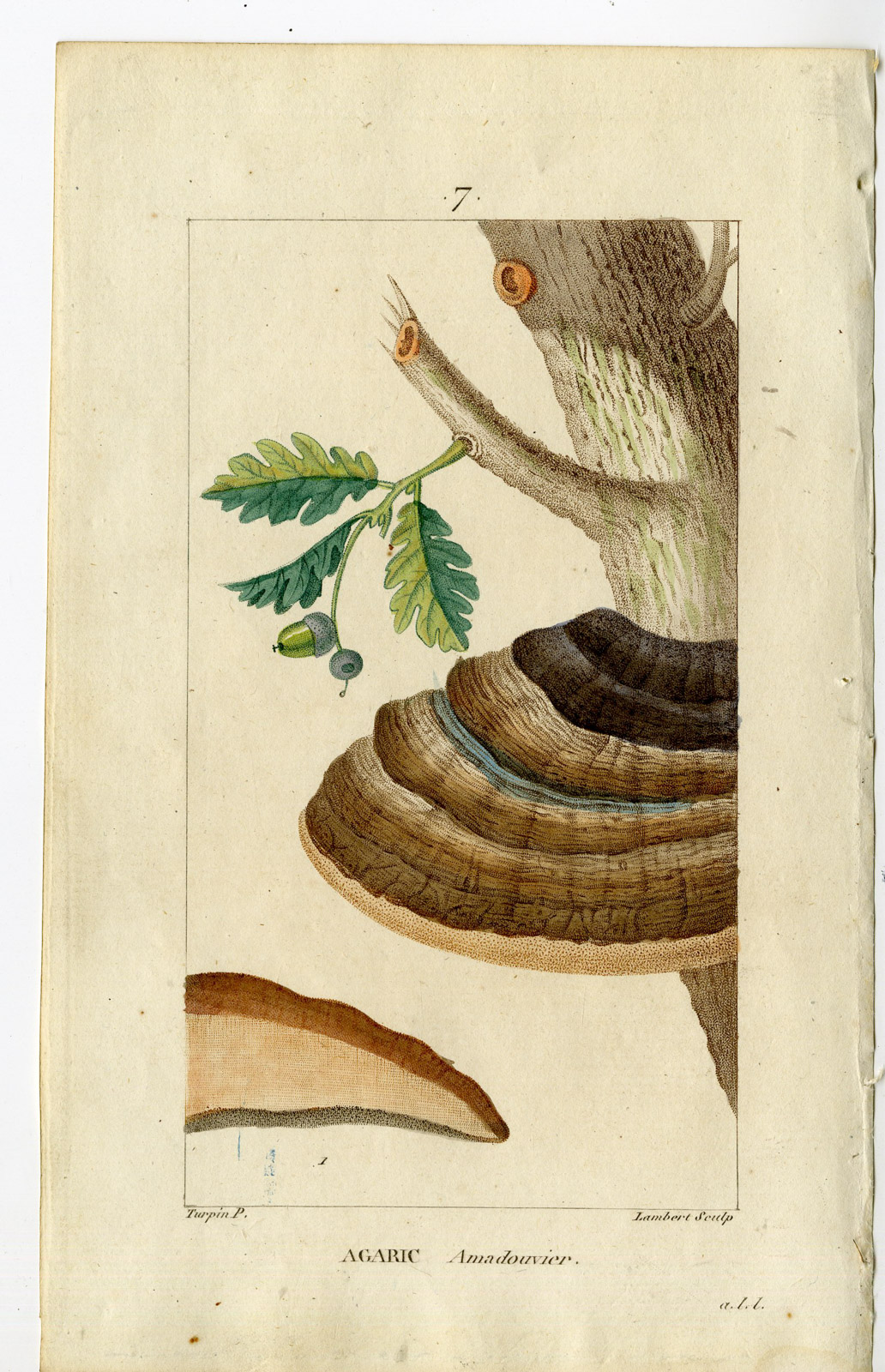 Pco 24104 416x645 Antique Print-PL.7-AGARIC OF THE OAK-BOLETUS IGNIARIUS-Turpin-Chaumeton-1814