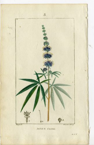 Antique Print-PL.8-AGNUS CASTUS-CHASTE TREE-VITEX-Turpin-Chaumeton-1814
