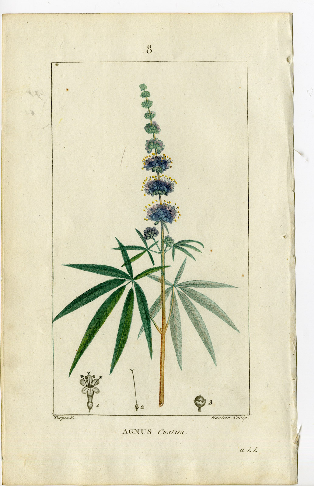 , Antique Print-PL.8-AGNUS CASTUS-CHASTE TREE-VITEX-Turpin-Chaumeton-1814, Pictura Antique Prints