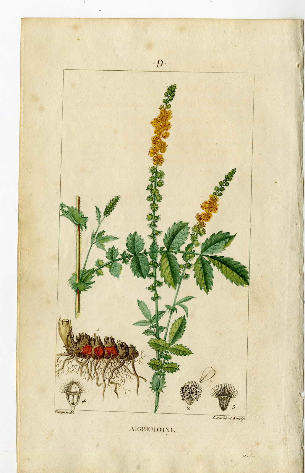 , Antique Print-P.9.-AGRIMONY-LIVER WORT-AGRIMONIA EUPATORIA-Turpin-Chaumeton-1814, Pictura Antique Prints