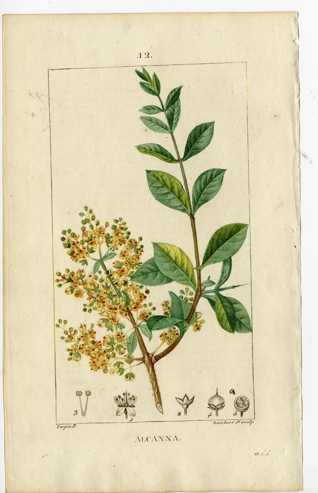 , Antique Print-12.-ALCANNA-ALHENNA-PRIVET-LAWSONIA INERMIS-Turpin-Chaumeton-1814, Pictura Antique Prints