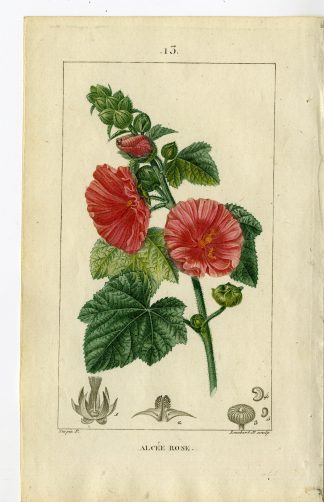 Antique Print-PL.13.-ALCEE ROSE-HOLLYHOCK-ALCEA ROSEA-Turpin-Chaumeton-1814
