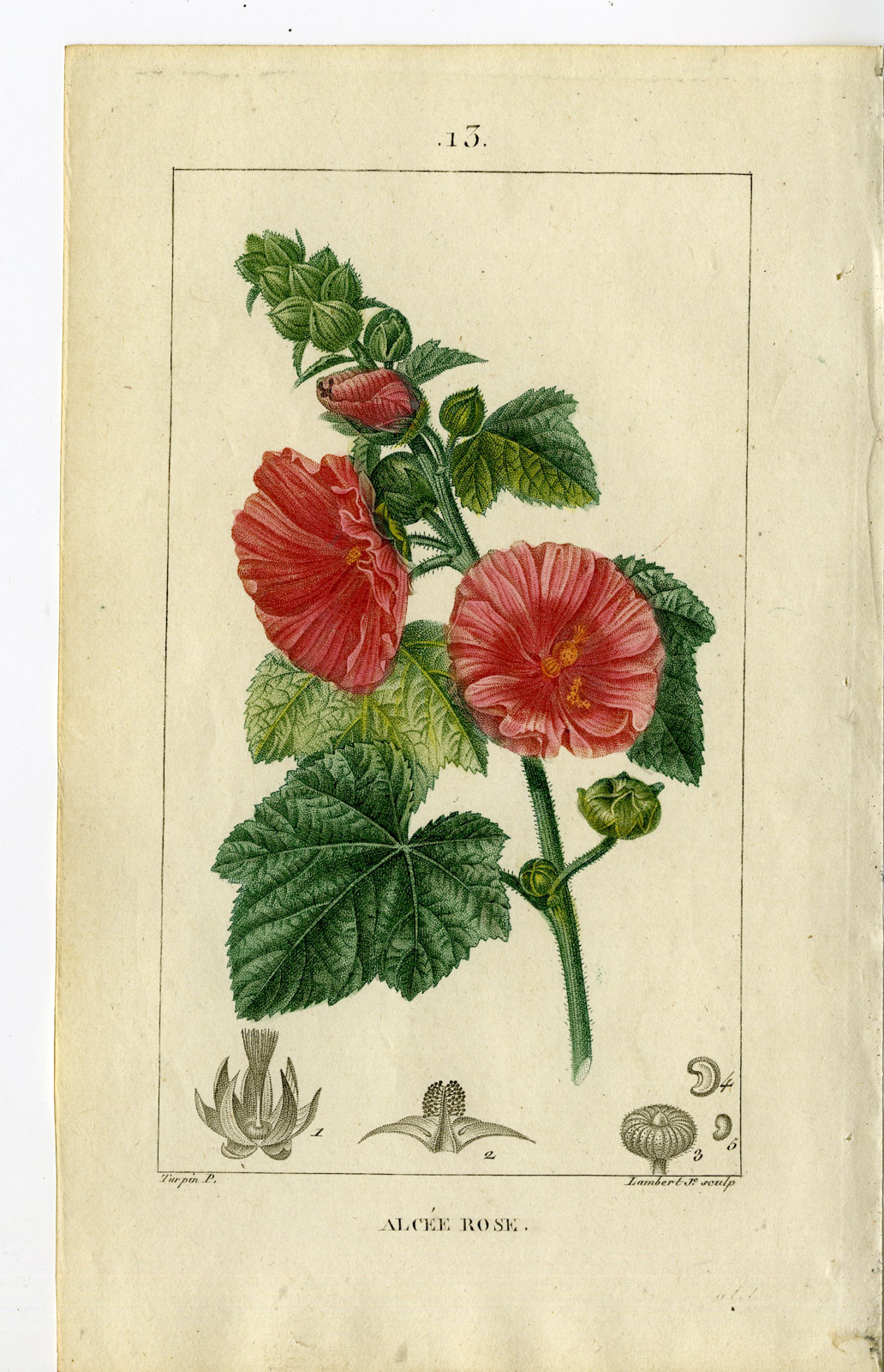 , Antique Print-PL.13.-ALCEE ROSE-HOLLYHOCK-ALCEA ROSEA-Turpin-Chaumeton-1814, Pictura Antique Prints