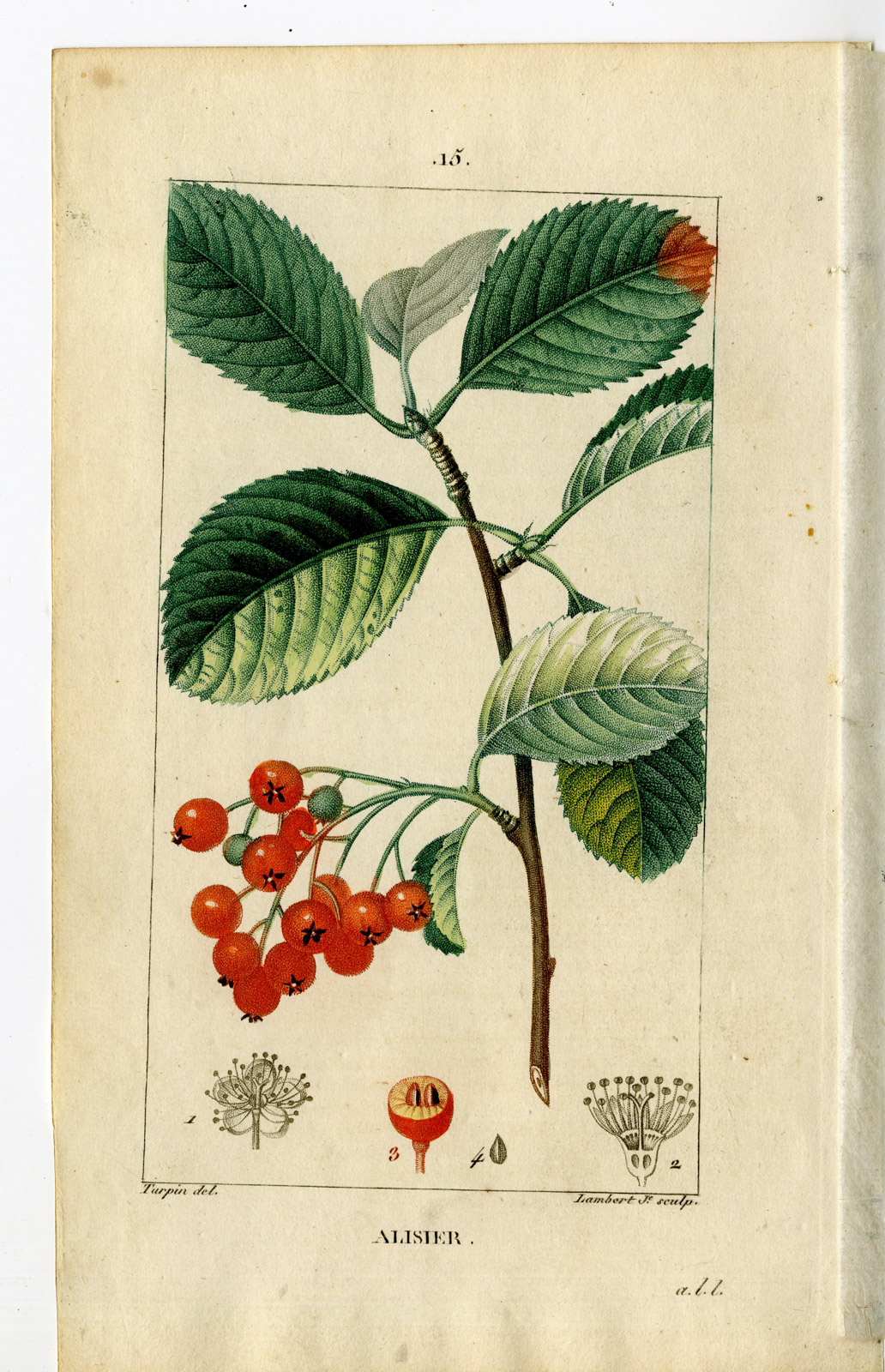 , Antique Print-PL.15.-ALISIER-BEAM TREE-LOTE-CRATEGUS ARIA-Turpin-Chaumeton-1814, Pictura Antique Prints
