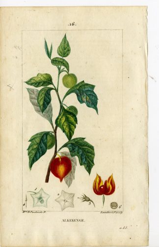 Antique Print-PL.16-WINTER CHERRY-PHYSALIS ALKEKENGI-Turpin-Chaumeton-1814