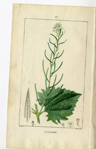 Antique Print-PL.17.-JACK BY THE HEDGE-ERYSINUM ALLIARIA-Turpin-Chaumeton-1814
