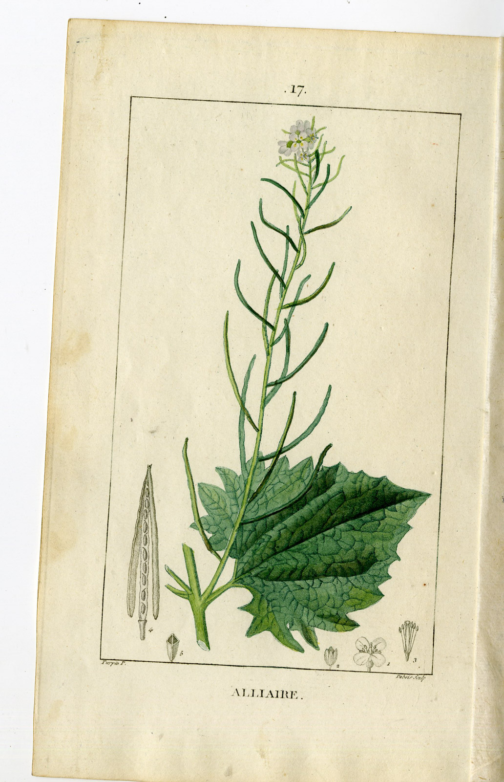 , Antique Print-PL.17.-JACK BY THE HEDGE-ERYSINUM ALLIARIA-Turpin-Chaumeton-1814, Pictura Antique Prints