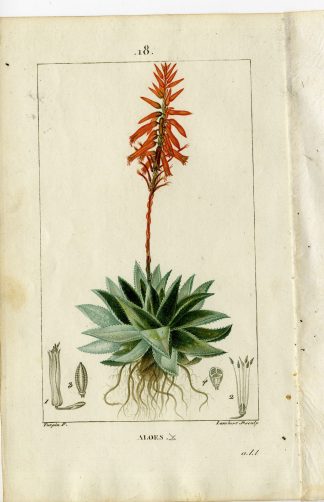 Antique Print-PL.18.-ALOE-ALOES-ALOE PERFOLIATA-Turpin-Chaumeton-1814
