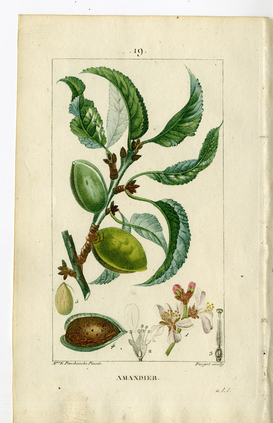 , Antique Print-PL.19.-ALMOND TREE-AMYGDALES COMMUNIS-Turpin-Chaumeton-1814, Pictura Antique Prints
