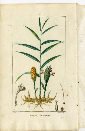 Antique Print-PL.20.-GINGER-AMOMUM ZINGIBER-Turpin-Chaumeton-1814